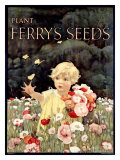Ferry's Seeds