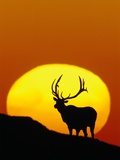 Bull Elk Outlined by Sun