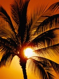 Palm Tree and Sunset