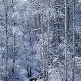 Snow on Aspen Trees in Forest