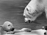 Polar Bears Looking at Each Other