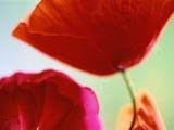 Ladybird Poppies in Bloom