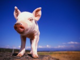 Piglet