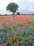 Field of Red and Blue Flowers