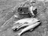 Catch of Trout