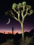 Crescent Moon and Joshua Tree