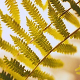 Close-up of a Fern Frond