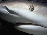 Mouth of Caribbean Reef Shark
