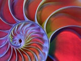 Chambered Nautilus in Colored Light