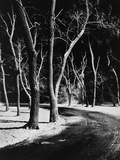 Trees Along Rural Road at Night