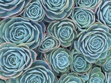 Succulents