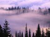 Fog Lifting over Trees