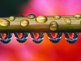 Dahlia Flower Reflected in Dew Drops