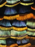 Detail of a Turkey Feather
