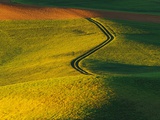 Wheat and Pea Fields
