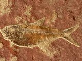 Fish Fossil