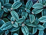Frost on Viburnum Leaves