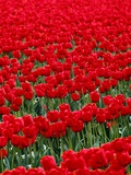 Field of Red Tulips