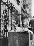 Cat Sitting Atop City Stoop