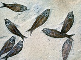 Fish Fossil