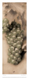 Pinot Blanc