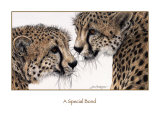 Special Bond