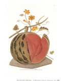 Melon