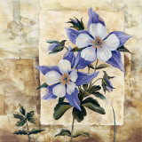 Columbine in Bloom