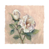 Rose Delight