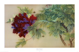 Red Peony