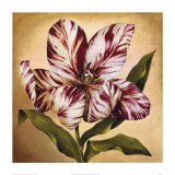 Stripey Tulip I