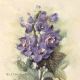 Delphinium Magic