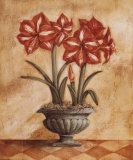 Red and White Amaryllis