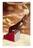 Performing Seal