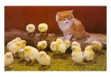 Kitten with Chicks