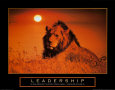 Lion+leadership