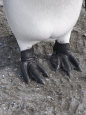 penguin+feet+template