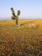 California+poppy+fields+location